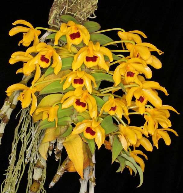 Dendrobium Care Guide – The Orchid Patio