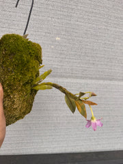 Dendrobium trantuanii