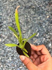 Onc. Tariflor Ruby ’Pleasant Goat’