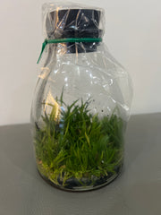 Cattlianthe Candy Ball 'Happy Child' x Cattleya (Red Magic x Beaufort) (Hybrid Flask - Conical) ex Taiwan