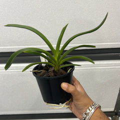 Vanda roeblingiana (SPECIES)