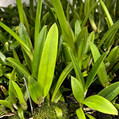 Brassocattleya Rustic Spots