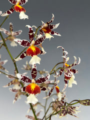 Oncidium Rex's Luck 'Firefly' (In Spike)