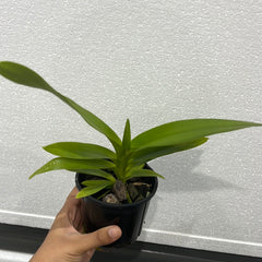 Vanda helvola