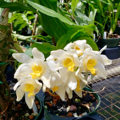 Chysis Limminghii x Bractescens (Fragrant)