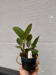 Cattleya Ratsima Spot (Fragrant)