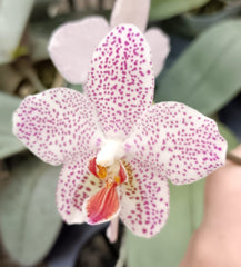 Phalaenopsis Gretchen (gigantea x stuartiana) MC (Mottled RARE)