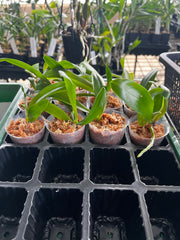 Phalaenopsis Bamboo Nancy (Mericlone)