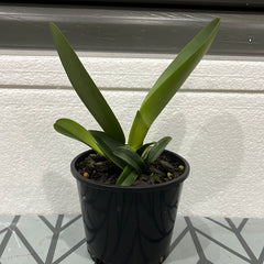 Cattleya maxima x sib (coerulea 'Hector' x alba '#12')