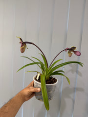 Paphiopedilum hirsutissimum (Species) FLOWERING SIZE