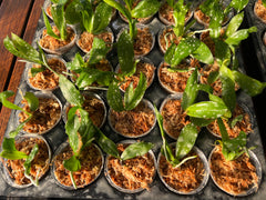 Phalaenopsis javanica (Species from Java)