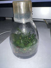 Paphiopedilum delenatii 'Ruby' x self (FLASK - ex Taiwan, Vietnamese Species)