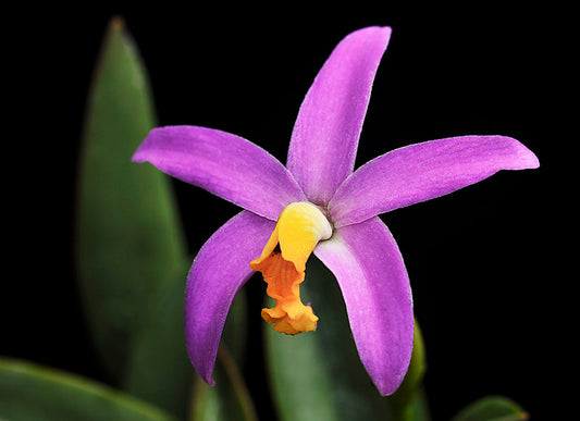 Cattleya longipes