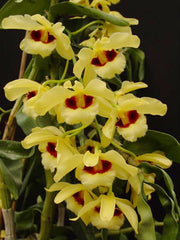 Dendrobium Gatton Sunray FCC/RHS, FCC/AOS (pulchellum x Illustre)