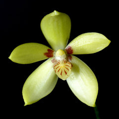 Phalaenopsis cochlearis (RARE SPECIES)