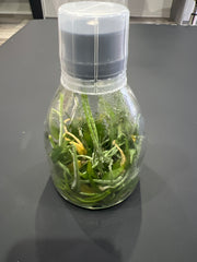 Phalaenopsis gibbosa (Species Flask - Conical) ex Taiwan