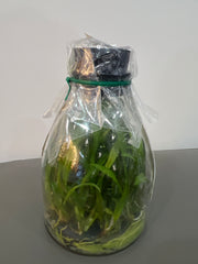 Dendrobium Anucha Flare x Dendrobium Baby Pink (Hybrid Flask - Conical) ex Taiwan