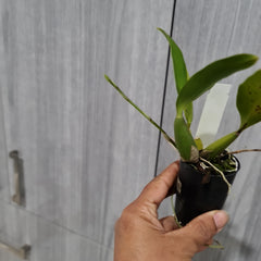 (IN SPIKE NOW)Baptistonia echinata (Mericlone) (Species)