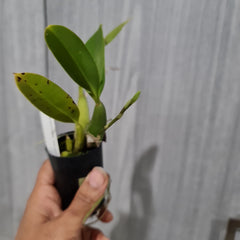 (IN SPIKE NOW)Baptistonia echinata (Mericlone) (Species)