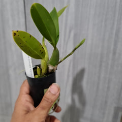 (IN SPIKE NOW)Baptistonia echinata (Mericlone) (Species)