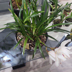 IN SPIKE! Cym. erythrostylum 2N x Cym. Master David 2N