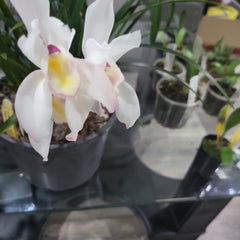 IN SPIKE! Cym. erythrostylum 2N x Cym. Master David 2N