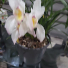 IN SPIKE! Cym. erythrostylum 2N x Cym. Master David 2N