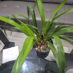 Cymbidium Devon Railway 'Floral Explosion'