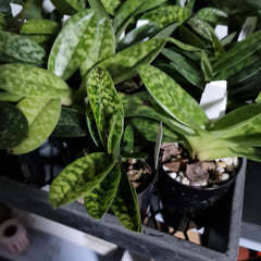 Paphiopedilum (Shin-Yi Heart x Hung Sheng Bay) x (Hung Sheng Bruno x Hsinying Web)