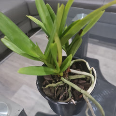 Aerides houlletiana (Fragrant Species)