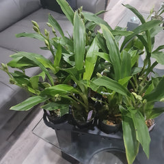 Zygopetalum Jumpin Jack (Skippy Ku x Artur Elle) IN FLOWER SPIKE!