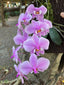 Phalaenopsis schilleriana 'No. 1' (MC)