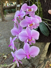 Phalaenopsis schilleriana 'No. 1' (MC)