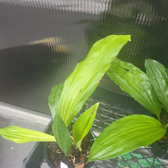 Stanhopea (Tigrina) Upside Down Orchid