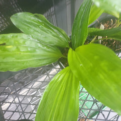 Stanhopea (Tigrina) Upside Down Orchid