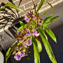 (IN SPIKE NOW) Zygopetalum mackayi