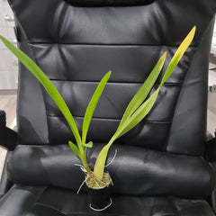 Oncidium sphacelatuOncidium sphacelatum