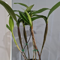 Dendrobium Gordonii (Fragrant Species)