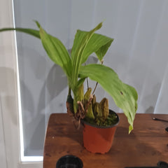 Lycaste  john ezzy x macama (Big Size)