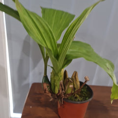 Lycaste  john ezzy x macama (Big Size)