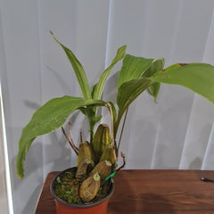 Lycaste  john ezzy x macama (Big Size)