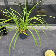 Cymbidium insigne alba x Cym. seidenfadenii (PLUS O)