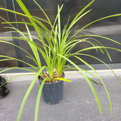 Cymbidium insigne alba x Cym. seidenfadenii (PLUS O)