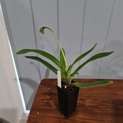 IN BUDS NOW Paphiopedilum gratrixianum (Species from China)