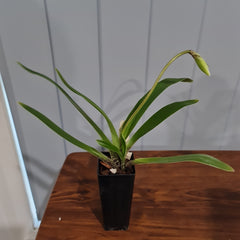 IN BUDS NOW Paphiopedilum gratrixianum (Species from China)