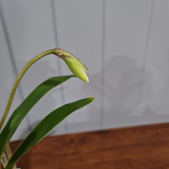 IN BUDS NOW Paphiopedilum gratrixianum (Species from China)