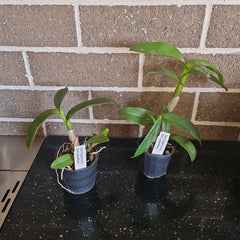 Dendrobium lasianthera x Dendrobium tangerinum (HARD TO FIND)