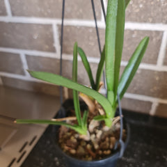 Cymbidium bicolor