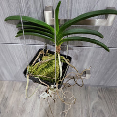 (IN SPIKE NOW) Neostylis Pinky ‘Starry Night’