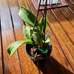 Cattleya Alliance ‘Rlc. Haadyai Delight X Lc. Loog Tone’